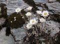   vit Trädgårdsblommor Helichrysum Perrenial Fil