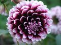  οινώδης Λουλούδια κήπου Ντάλια / Dahlia φωτογραφία