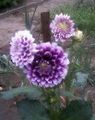   violet Gradina Flori Dalie / Dahlia fotografie