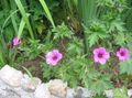   ვარდისფერი ბაღის ყვავილები Hardy ნემსიწვერა, ველური Geranium სურათი