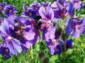  violett Trädgårdsblommor Hardy Pelargon, Vild Pelargon / Geranium Fil