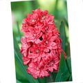   röd Trädgårdsblommor Holländsk Hyacint / Hyacinthus Fil