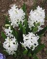   white Garden Flowers Dutch Hyacinth / Hyacinthus Photo