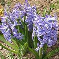   modrá Záhradné kvety Holandčina Hyacint / Hyacinthus fotografie