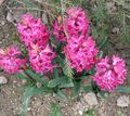   bleikur garður blóm Dutch Hyacinth / Hyacinthus mynd