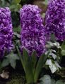   violetinė Sodo Gėlės Olandų Hiacintas / Hyacinthus Nuotrauka