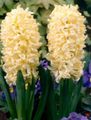   sárga Kerti Virágok Holland Jácint / Hyacinthus fénykép