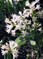   branco Flores do Jardim Hyacinthella Pallasiana foto