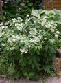   baltas Sodo Gėlės Virginia Waterleaf / Hydrophyllum virginianum Nuotrauka