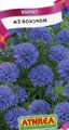   бузковий Садові Квіти Гілія / Gilia Фото