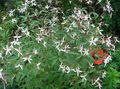   bianco I fiori da giardino Radice Bowmans,  / Gillenia trifoliata foto