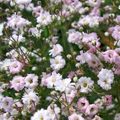   rosa Flores de jardín Gypsophila / Gypsophila paniculata Foto