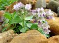   იასამნისფერი ბაღის ყვავილები Mouse-ყური Gypsophila / Gypsophila cerastioides. სურათი