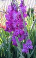   lilla Have Blomster Gladiolus Foto