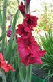   црвено Баштенске Цветови Гладиола / Gladiolus фотографија