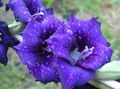   azul Flores do Jardim Gladíolo / Gladiolus foto
