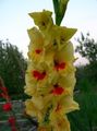   keltainen Puutarhakukat Gladiolus kuva