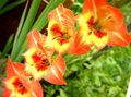  oranžový Zahradní květiny Mečík / Gladiolus fotografie