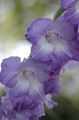  ライトブルー 庭の花 グラジオラス / Gladiolus フォト