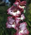   burgundia Kardvirág / Gladiolus fénykép