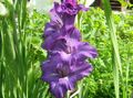   purpurs Dārza Ziedi Gladiola / Gladiolus Foto