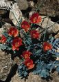   κόκκινος Λουλούδια κήπου Θάλασσα Παπαρούνα, Κέρατα Παπαρούνας / Glaucium φωτογραφία