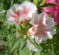   λευκό Λουλούδια κήπου Atlasflower, Αντίο-Να-Την Άνοιξη, Godetia φωτογραφία
