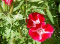   rood Tuin Bloemen Atlasflower, Afscheid-To-Lente, Godetia foto