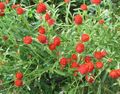   rød Hage blomster Globus Amaranth / Gomphrena globosa Bilde
