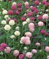   рожевий Садові Квіти Гомфрена / Gomphrena globosa Фото
