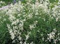   alb Fleeceflower Gigant, Floare Lână Albă, Dragon Alb / Polygonum alpinum, Persicaria polymorpha fotografie