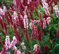   бордовий Садові Квіти Горець Споріднений / Polygonum affine, Persicaria affinis Фото