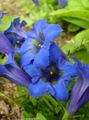   ლურჯი ბაღის ყვავილები ნაღველას, ტირიფის Gentian / Gentiana სურათი