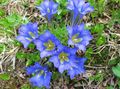   светло синьо Градински цветове Тинтява, Върба Тинтява / Gentiana снимка