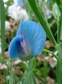   světle modrá Zahradní květiny Hrachor Vonný / Lathyrus odoratus fotografie
