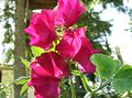   vermelho Flores do Jardim Ervilha Doce / Lathyrus odoratus foto