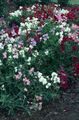   hvit Hage blomster Sweet Pea / Lathyrus odoratus Bilde