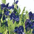   mėlynas Sodo Gėlės Kvapusis Pelėžirnis / Lathyrus odoratus Nuotrauka
