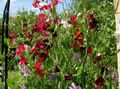   burgundy garður blóm Sweet Pea / Lathyrus odoratus mynd