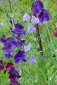   パープル 庭の花 スイートピー / Lathyrus odoratus フォト