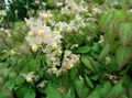   blanco Flores de jardín Epimedium Longspur, Barrenwort Foto
