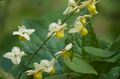   amarelo Flores do Jardim Epimedium Longspur, Barrenwort foto