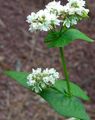   biały Ogrodowe Kwiaty Gryka / Fagopyrum esculentum zdjęcie
