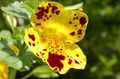   黄 庭の花 猿の花 / Mimulus フォト