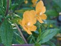   laranja Flores do Jardim Monkeyflower Pegajoso / Mimulus aurantiacus foto