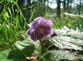   liliowy Ogrodowe Kwiaty Daynante / Deinanthe zdjęcie