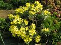   κίτρινος Λουλούδια κήπου Degenia φωτογραφία