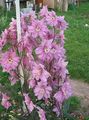   pink Have Blomster Delphinium Foto