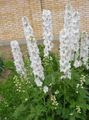   бял Градински цветове Делфиниум / Delphinium снимка