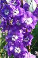   purpurs Dārza Ziedi Delphinium Foto